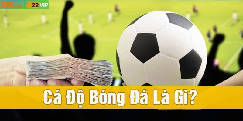 Cá Độ Bóng Đá Là Gì – Toàn Bộ Kiến Thức Cơ Bản Cho Newbie