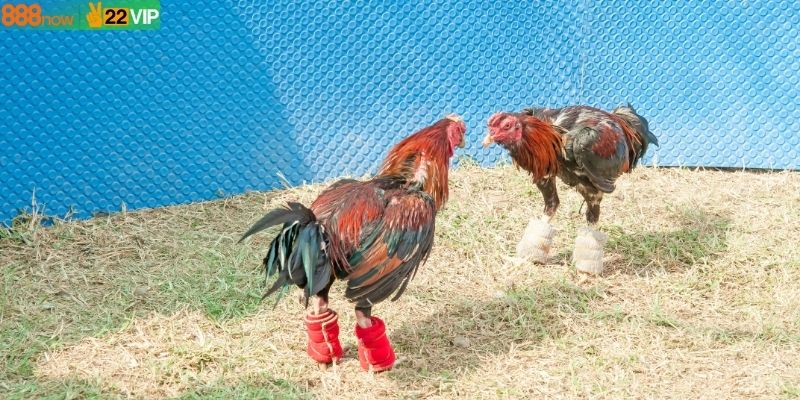 Trường Gà Savan – Điểm Đến Cho Cược Thủ đam Mê Chiến Kê