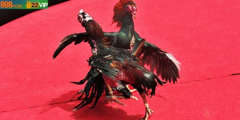 Trường gà Savan là điểm đến lý tưởng cho cược thủ đam mê