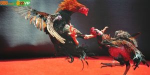 Cách Xem Màu Mạng Gà Đá Cựa Sắt – Hướng Dẫn Kỹ Từ A - Z