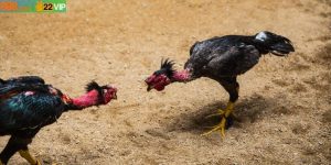 Kèo Đá Gà – Hướng Dẫn Cược Thủ Cách Tham Gia Hiệu Quả