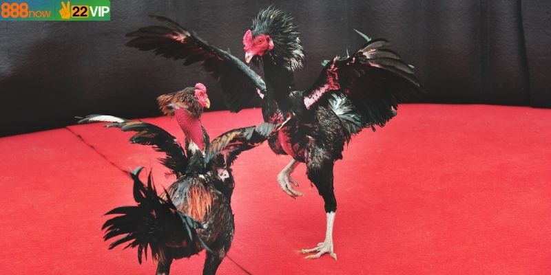 Giải thích dễ hiểu về kèo đá gà